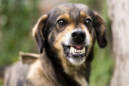 कुत्ता, कान चबाया, मालिक, गोपालगंज, कटा कान