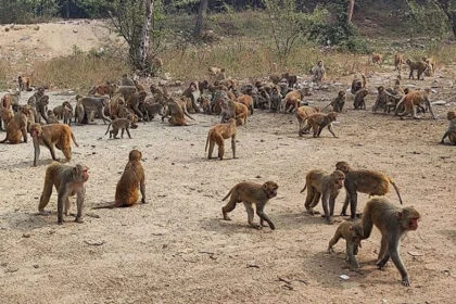 बंदर, हत्याकांड, किसान, नोच डाला, मधुबनी, फसल नष्ट