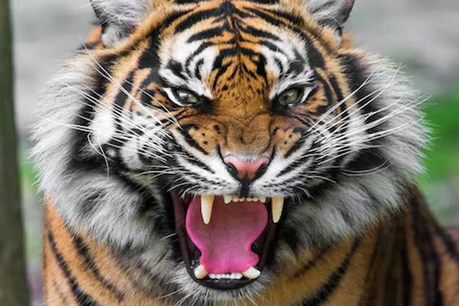 बाघ, किसान, मौत, रामनगर, चंपारण, वन विभाग, टीम पर हमला