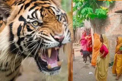 महिला, बाघ, जिंदा चबाया, गौनाहा, VTR जंगल, प. चंपारण