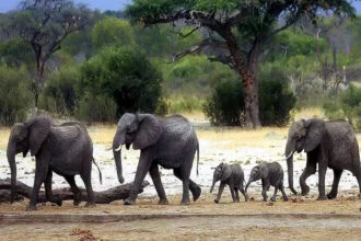 हजारीबाग, हाथी, 6 मरे, रौंद डाला, झूंड