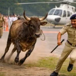 नीतीश, सांड़, हेलीपैड, बेगूसराय, CM, हेलीकॉप्टर, लैंडिंग, दौड़े, पुलिसवाले